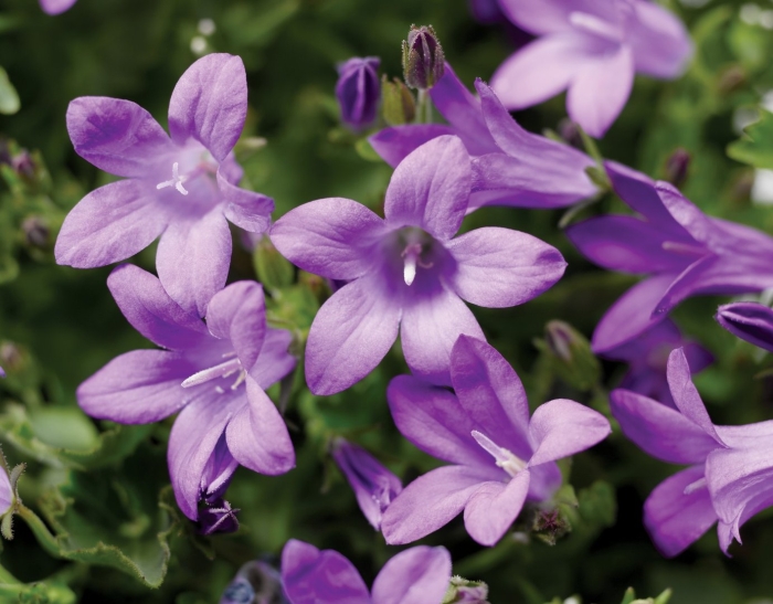 Колокольчик портеншлага клоквайз