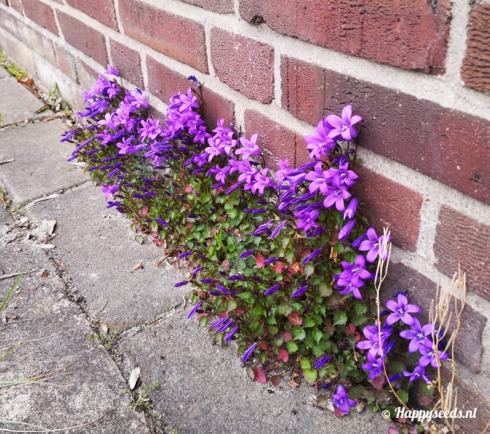 Campanula portenschlagiana