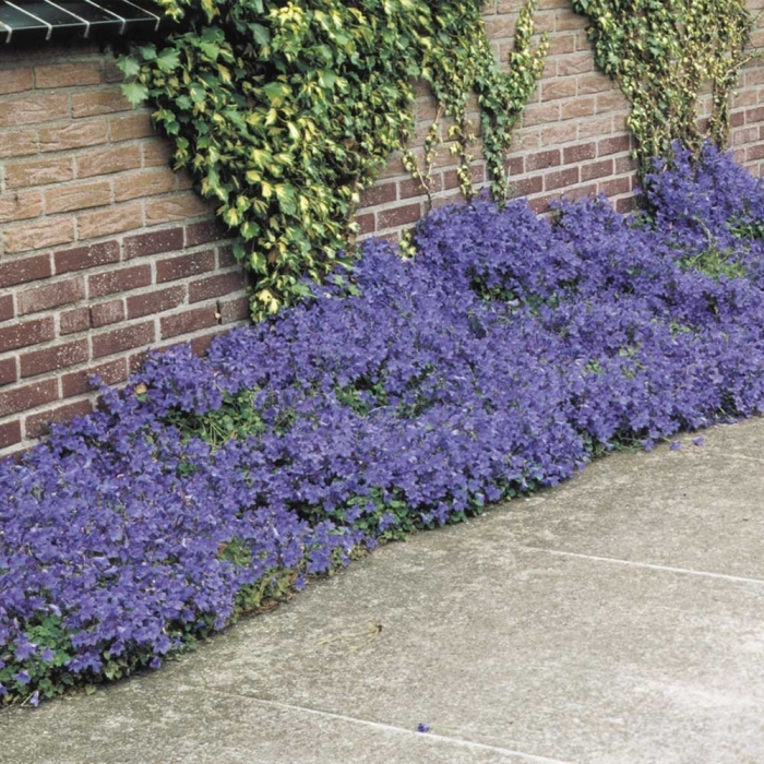 Почвопокровные многолетники