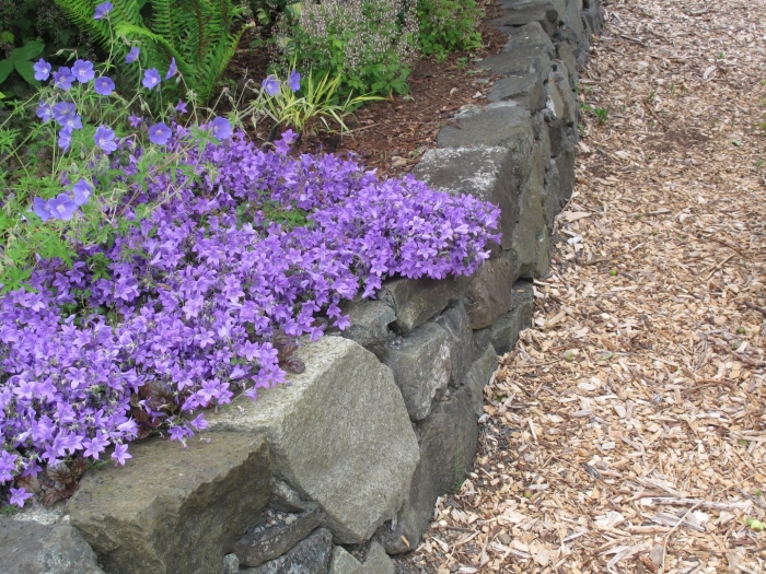 Колокольчик портеншлага (campanula portenschlagiana)