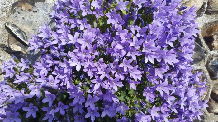 Колокольчик болонский campanula bononiensis
