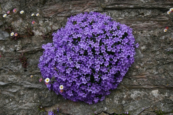 Campanula rotundifolia