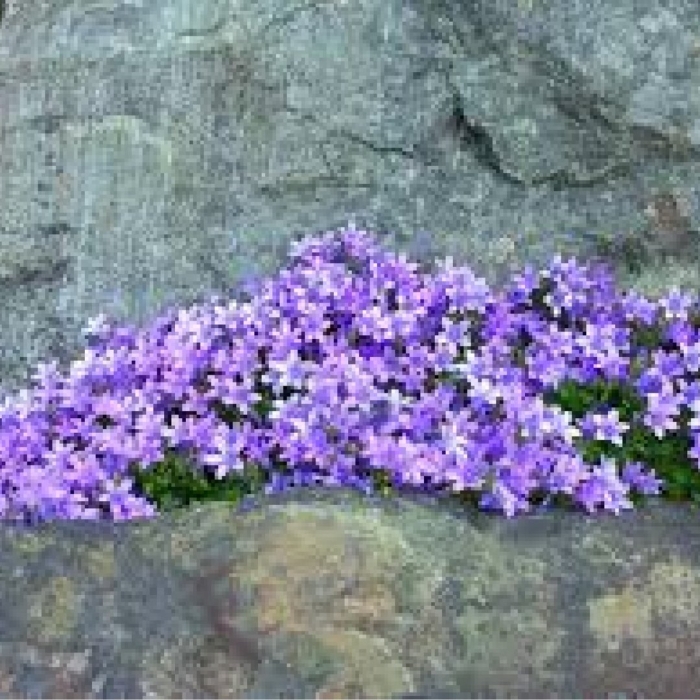 Campanula portenschlagiana