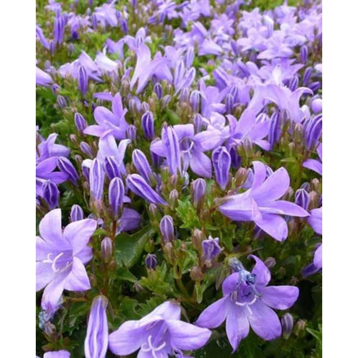 Колокольчик пожарского портеншлага