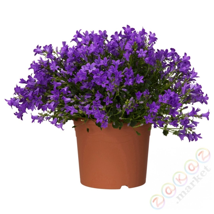 Колокольчик портеншлага (campanula portenschlagiana blue)