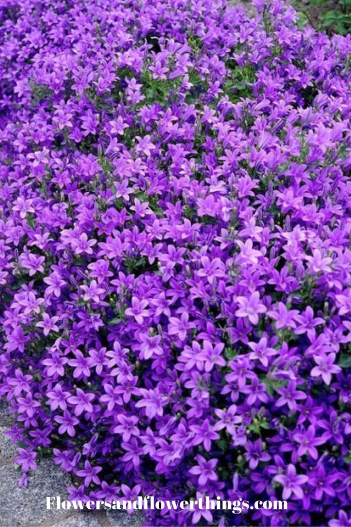 Колокольчик пожарского портеншлага