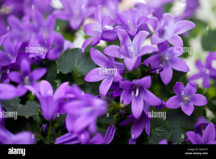Кампанула campanula iris