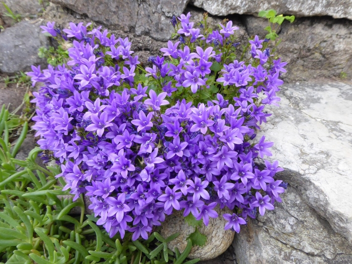 Campanula muralis