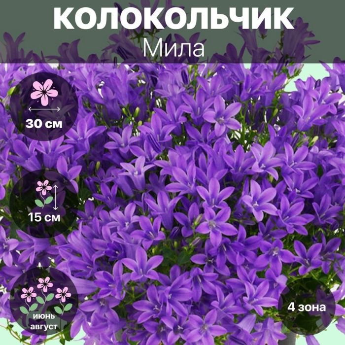 Колокольчик мила