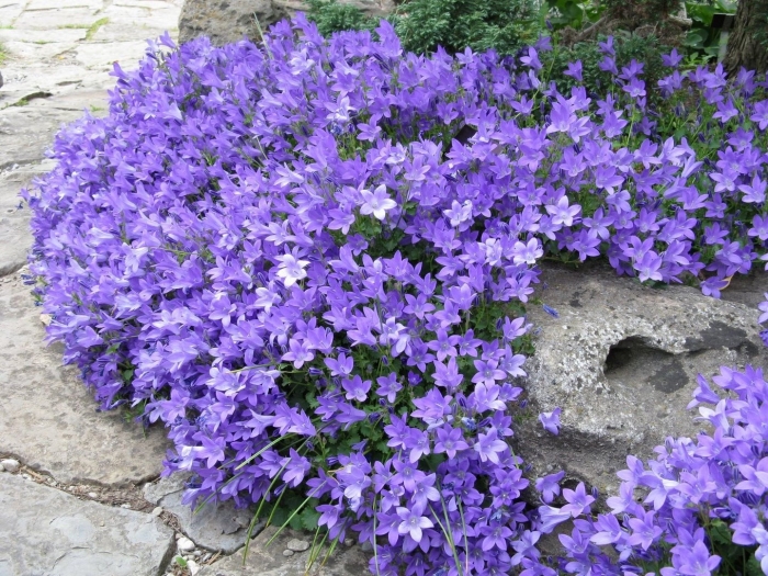 Campanula portenschlagiana