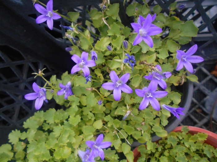 Колокольчик портеншлага blue (блю)