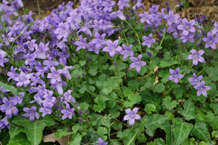 Campanula portenschlagiana