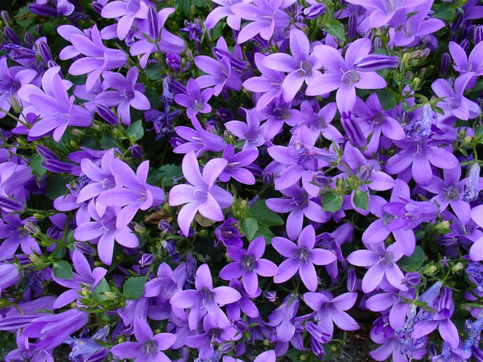 Колокольчик синий карпатский