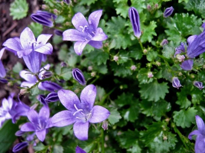 Кампанула пожарского портеншлага