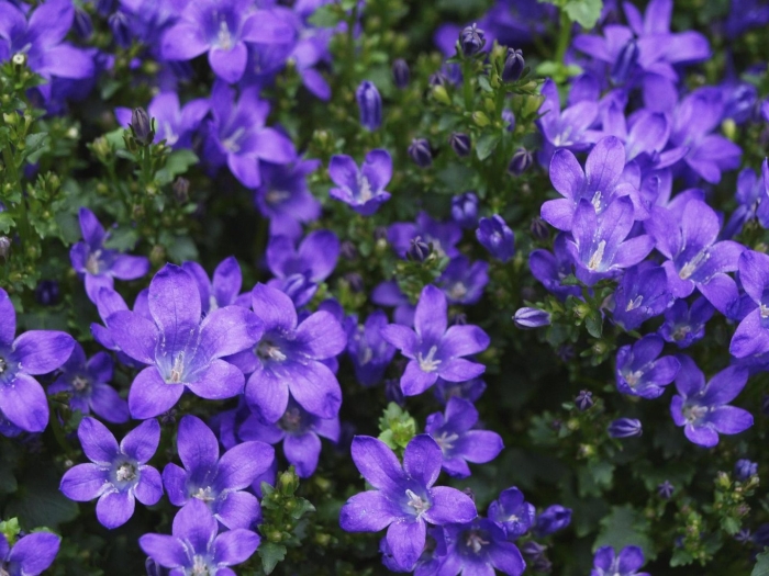 Колокольчик доломитовый кампанула