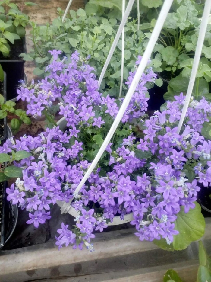 Колокольчик портеншлага катарина