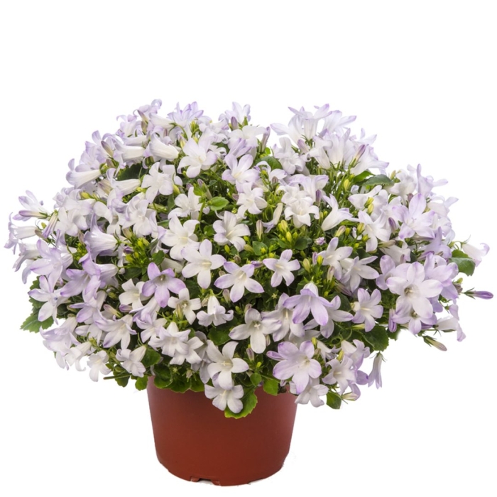 Кампанула портеншлага белая