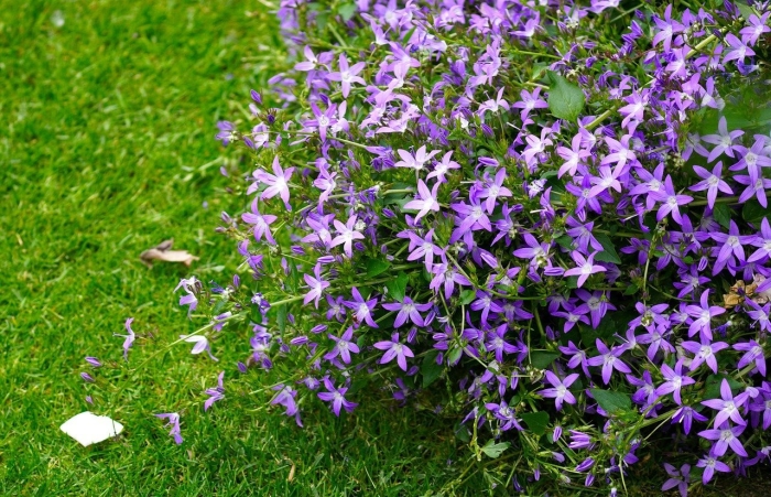 Campanula poscharskyana