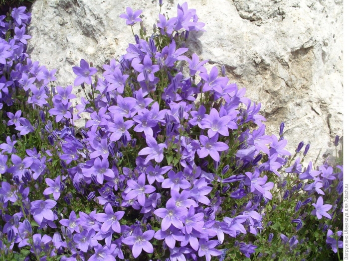 Колокольчик портеншлага (campanula portenschlagiana)