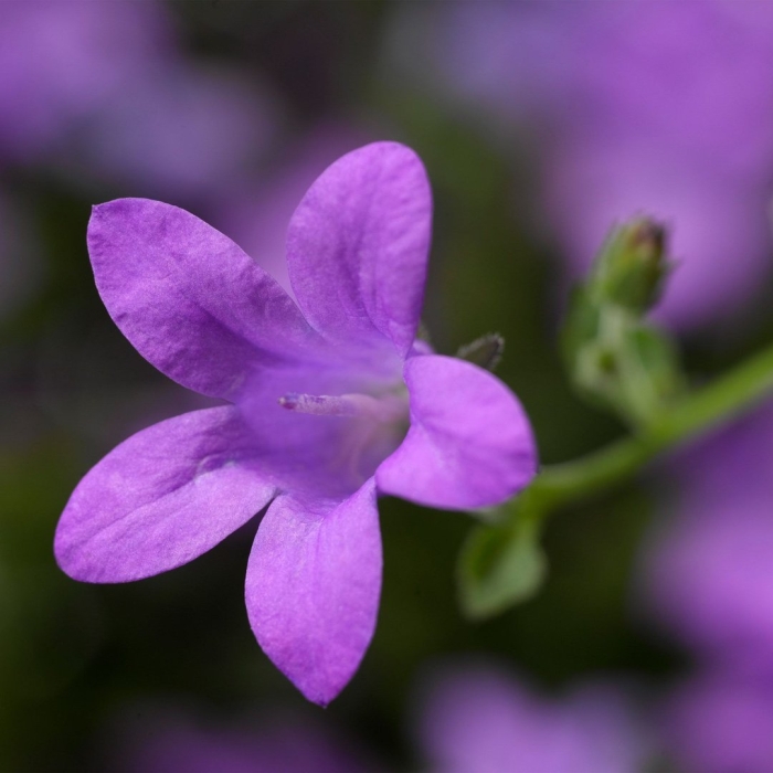 Колокольчик портеншлага (campanula portenschlagiana)