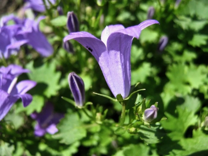 Колокольчик campanula collina
