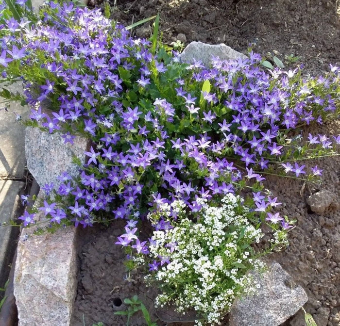 Кампанула портеншлага