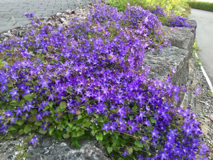 Campanula poscharskyana