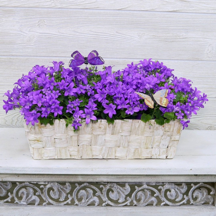 Кампанула ампельная