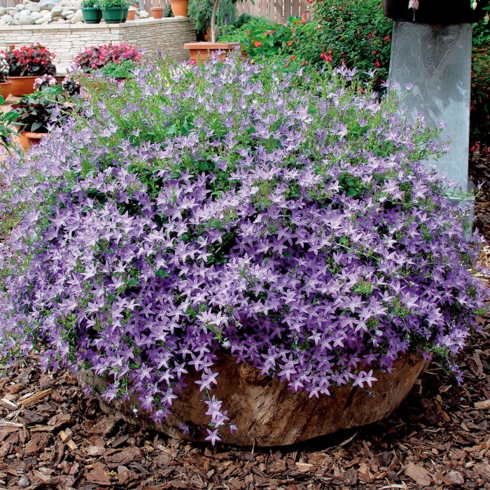 Колокольчик пожарского (campanula poscharskyana)