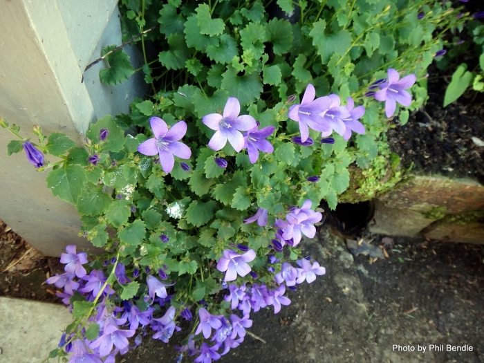 Кампанула колокольчик