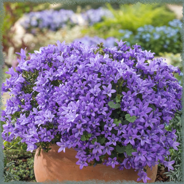 Кампанула портеншлага синяя