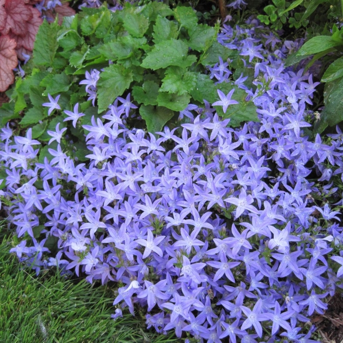 Campanula poscharskyana blue