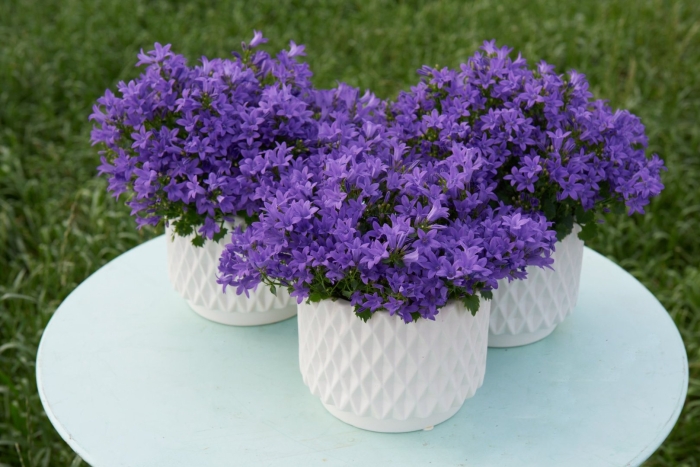 Кампанула синий колокольчик