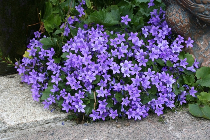 Кампанула цветок садовый многолетний