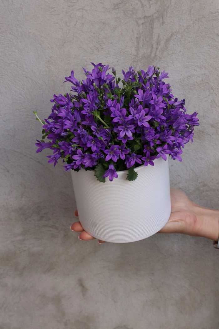 Комнатные колокольчики