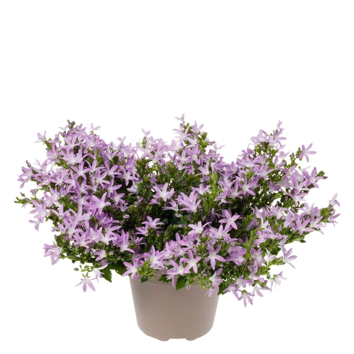 Кампанула пожарского аданса пинк