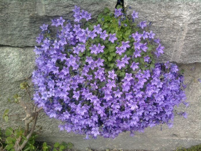 Campanula portenschlagiana