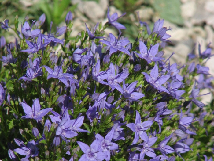 Колокольчик гарганский