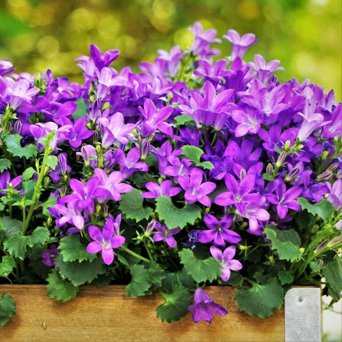 Кампанула портеншлагиана