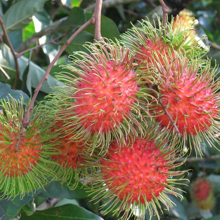 Рамбутан плод