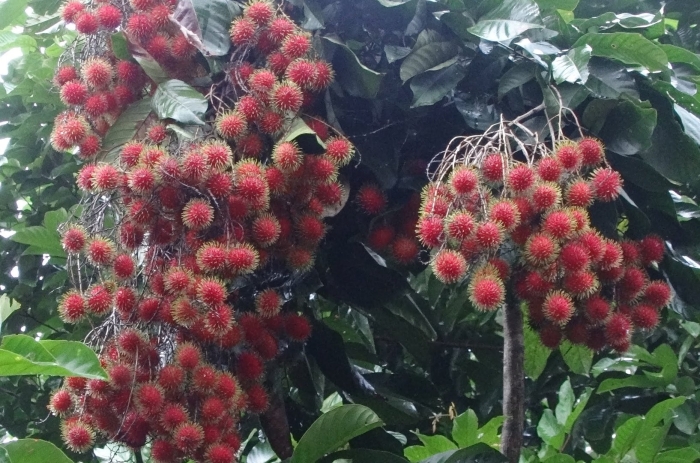 Рамбутан дерево в домашних условиях