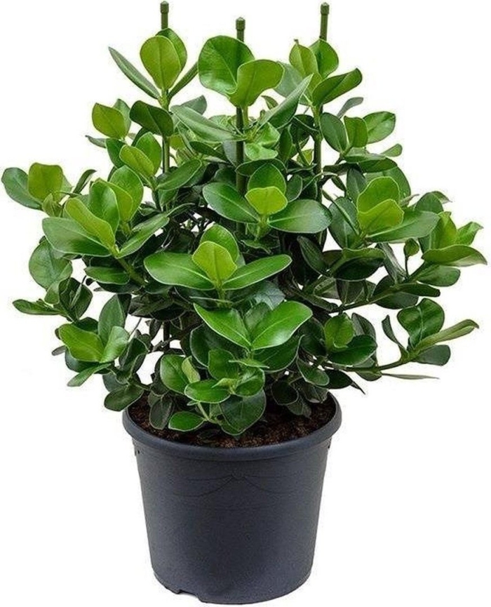 Клузия росеа принцесс