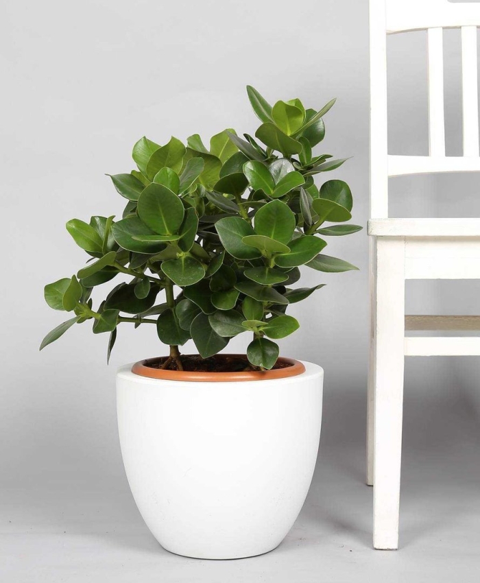 Клузия розеа