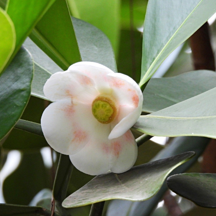 Клузия цветок