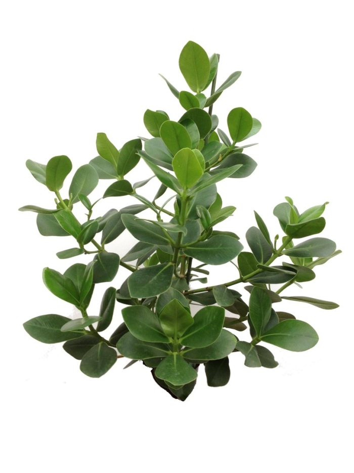 Фикус клузия