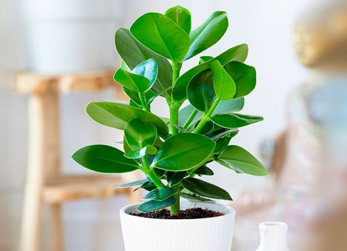 Plantes d intérieur