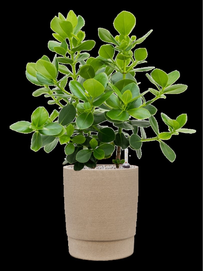 Клузия росеа