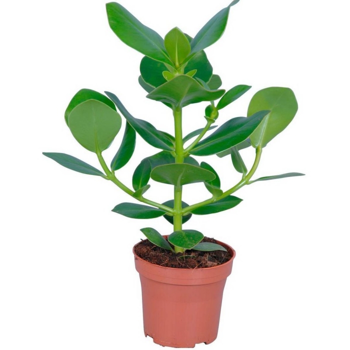 Фикус клузия