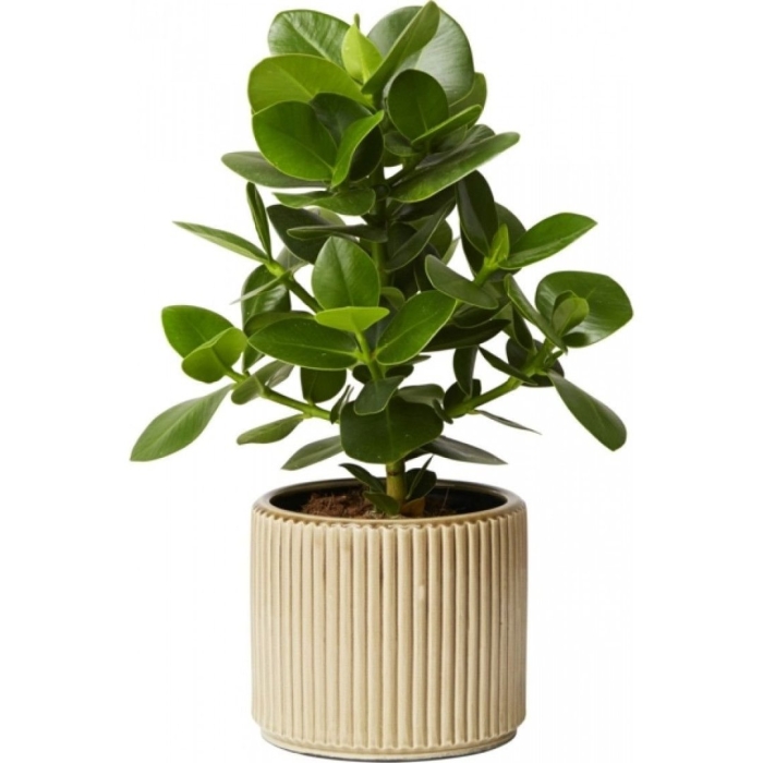 Горшечное растение