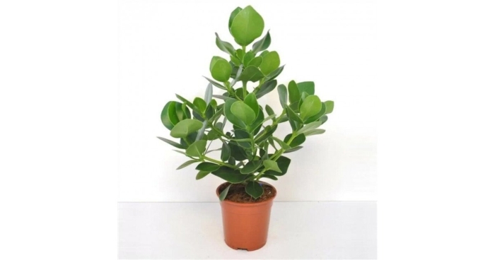 Клузия принцесса